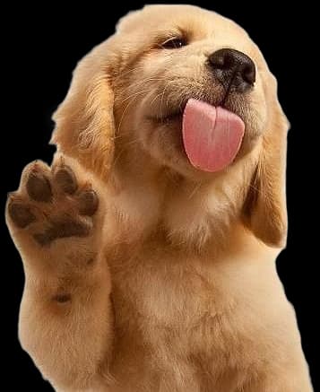 Perrito sacando la lengua