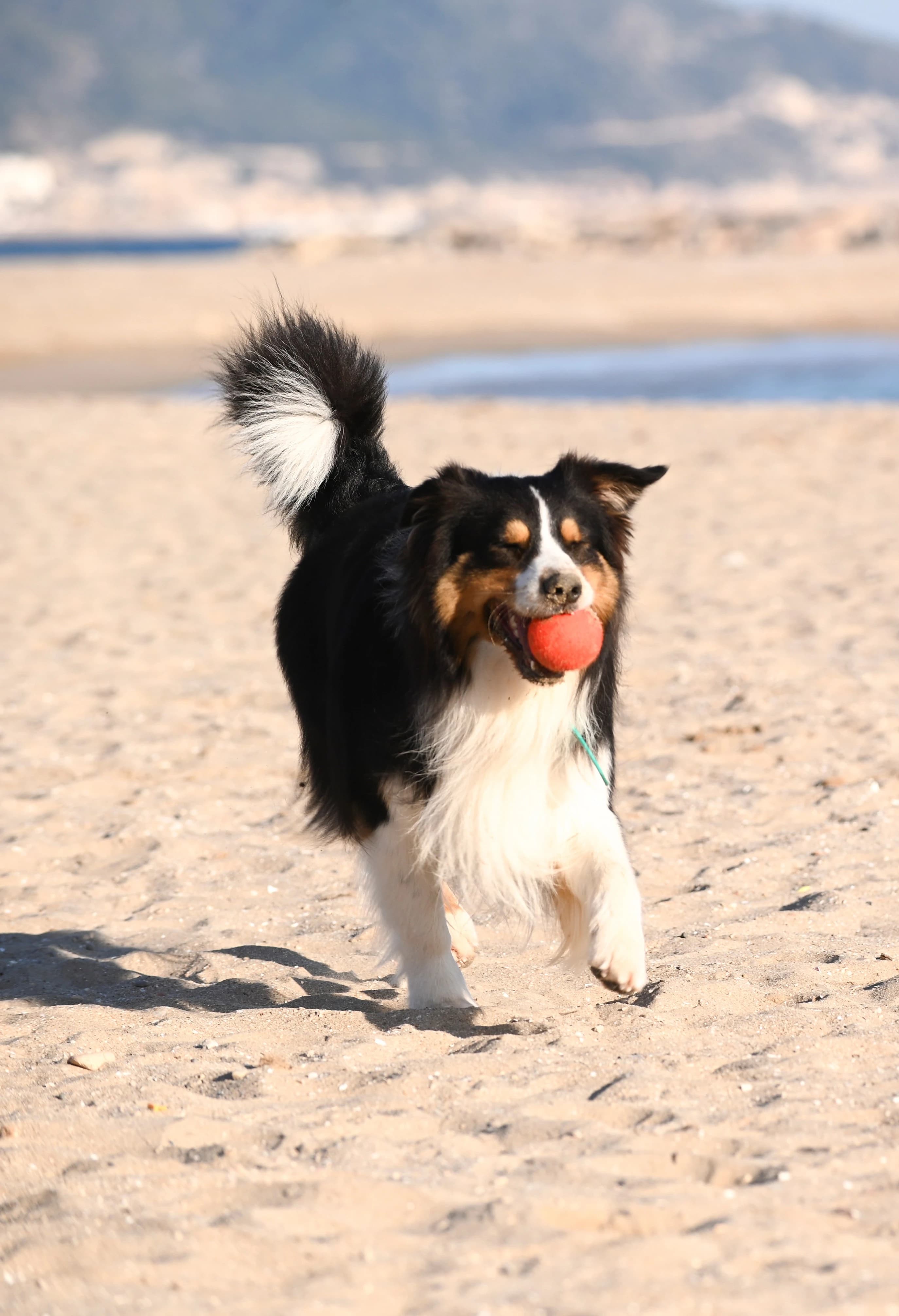 Un perro juega en la playa con una pelota roja