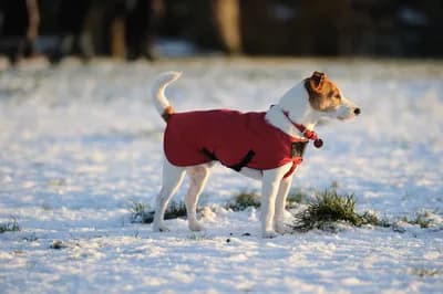 Un perro pequeño de pelaje blanco con manchas marrones está de pie sobre un campo cubierto de nieve. Lleva un abrigo térmico rojo con cierres de velcro y un collar con una campana. Mira atento hacia un punto fuera del encuadre, mientras el sol invernal ilumina suavemente la escena. La imagen transmite protección, cuidado y preparación ante el frío, ideal para destacar la importancia de abrigar a los perros en climas fríos.