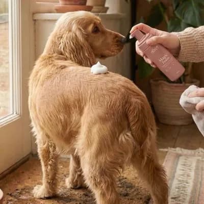 Thumbnail 400x400 for Golden Retriever de pie junto a una ventana mientras su dueña aplica espuma Magic Foam de The Doog Life sobre su lomo