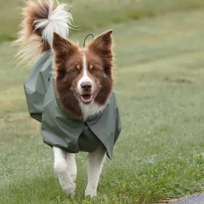 Thumbnail 400x400 for Border Collie corriendo feliz en la naturaleza con el chubasquero para perro impermeable verde