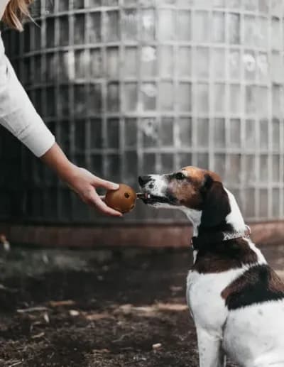 Thumbnail 400x400 for Perro de tamaño mediano sentado frente a una persona que le ofrece un juguete ecológico en forma de pelota con agujeros, fabricado en resina natural. El perro lame un snack natural colocado en su interior, en un momento de refuerzo positivo.