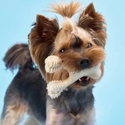Thumbnail 400x400 for Perro Yorkshire Terrier sosteniendo en la boca un juguete dental natural BetterBone, mostrando claramente las texturas de limpieza y el acabado de celulosa sin nailon.